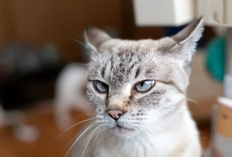 راز شنوایی فراتر از انسان؛ گوش گربه چگونه مهندسی شده است؟