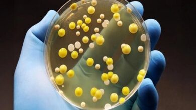 اکسید گرافن: شکارچی دقیق باکتری‌ها و جایگزینی قدرتمند برای آنتی‌بیوتیک