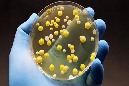 اکسید گرافن: شکارچی دقیق باکتری‌ها و جایگزینی قدرتمند برای آنتی‌بیوتیک