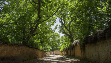 تغییر کاربری «باغ رزی» شیراز در بحبوحه جنگ/فارس: مشغولیت و برنامه دیگری برای استان ندارد؟