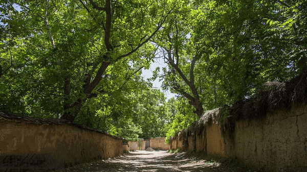 تغییر کاربری «باغ رزی» شیراز در بحبوحه جنگ/فارس: مشغولیت و برنامه دیگری برای استان ندارد؟