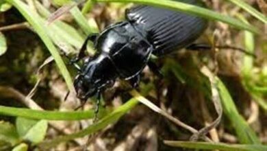 واکنش جهاد کشاورزی به طغیان سوسک‌های سیاه در مناطق مسکونی قیروکارزین