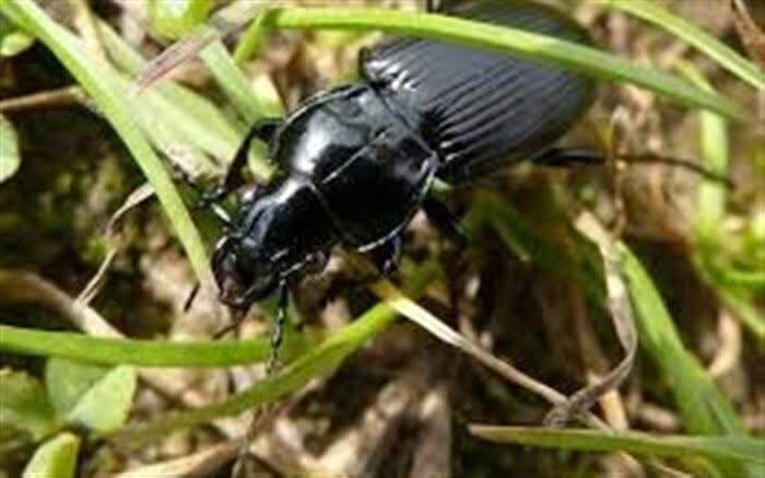 واکنش جهاد کشاورزی به طغیان سوسک‌های سیاه در مناطق مسکونی قیروکارزین