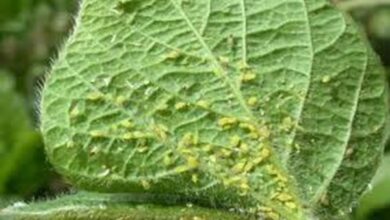 ۱۵ روش معجزه‌آسای خانگی برای نابودی شته گیاهان آپارتمانی (بدون یک قطره سم)