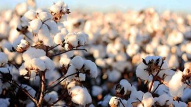 نجات «طلای سفید» زرین دشت از چنبره بحران با همت پنبه کاران