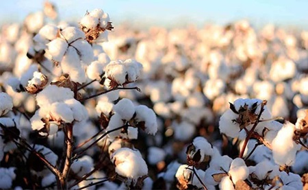 نجات «طلای سفید» زرین دشت از چنبره بحران با همت پنبه کاران