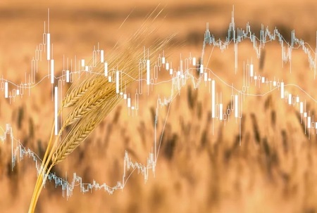 پرداخت ۳۰ درصد بهای گندم به صورت اعتباری و فوری به کشاورزان با طرح جدید بانک کشاورزی