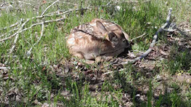 جشن تولد در ارسنجان: سومین گوساله گوزن زرد ایرانی زاده شد