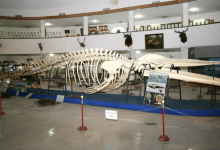 بازدید از اماکن تاریخی فارس در ۲۸ اردیبهشت رایگان شد