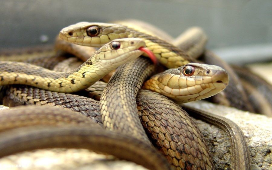 تعبیر خواب مار چیست ؟