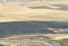 ۲۰ هکتار از مزارع گندم کازرون خاکستر شد+جزئیات