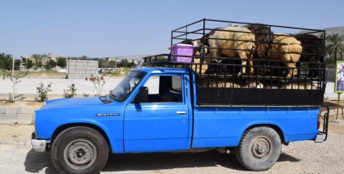 محموله گوسفندان قاچاق از بوانات به مرز نرسید