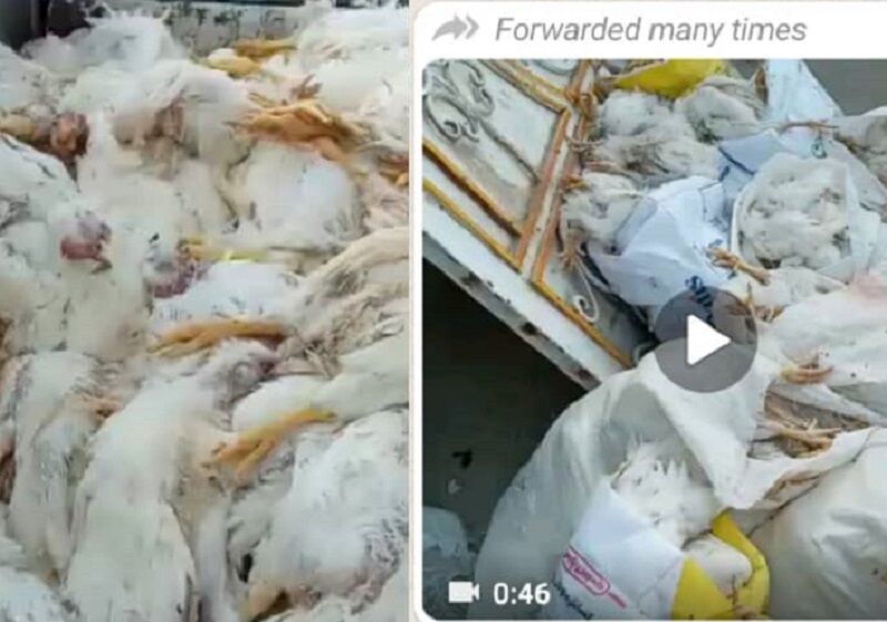 نظر دامپزشکی استان فارس در خصوص کلیپ مرگ مرغ ها بر اثر کرونا