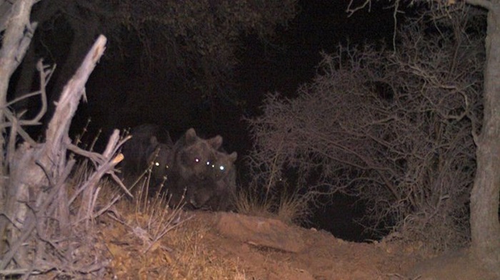 روایت محیط زیست از  دزدیدن مرغ های روستائیان توسط یک خرس در مرودشت