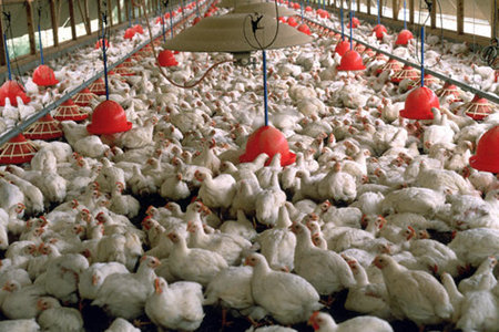 صحبتهای مدیرعامل اتحادیه مرغداران در باره مازاد تولید مرغ و تعطیلی مرغداری ها