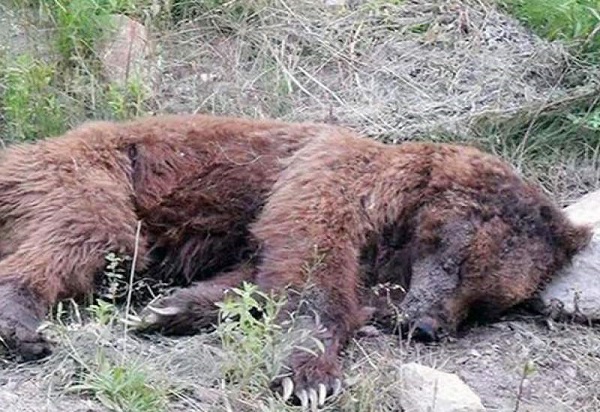 جزئیات کشتار دو خرس قهوه ای در مرودشت+عکس
