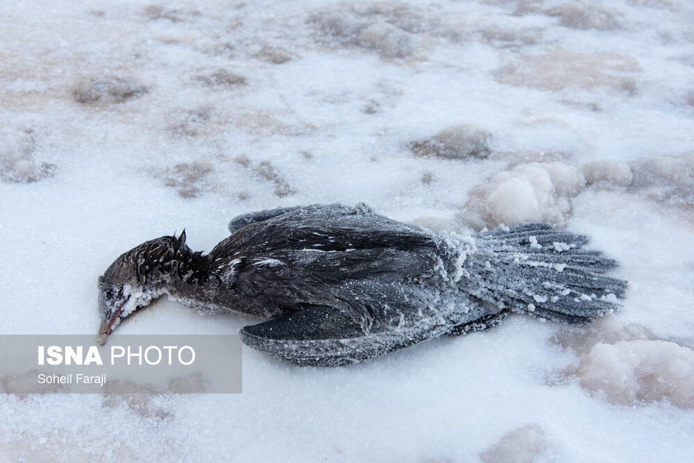 تصاویر دردناک خشک شدن ۹۵ درصد آب دریاچه ارومیه