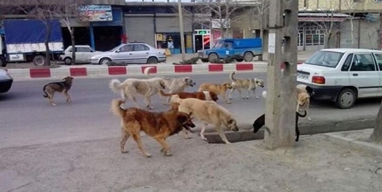 حمله گله سگ‌های ولگرد؛ کابوسی برای شهروندان شیراز