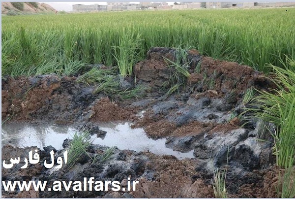 قلع و قمع تنها قسمتی از مزرعه برنج فاضلابی در جنوب شیراز پس از افشاء در فضای مجازی !