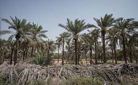 فاجعه خشکیدگی ۹۰۰ هکتار  از باغات نخل لارستان در جنوب فارس