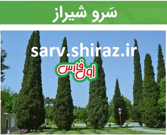 کار خوب شهرداری برای درختان سطح شهر در سرو شیراز
