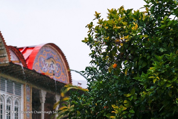 آخرین لحظات نارنج ها روی درختان باغ ارم شیراز+عکس