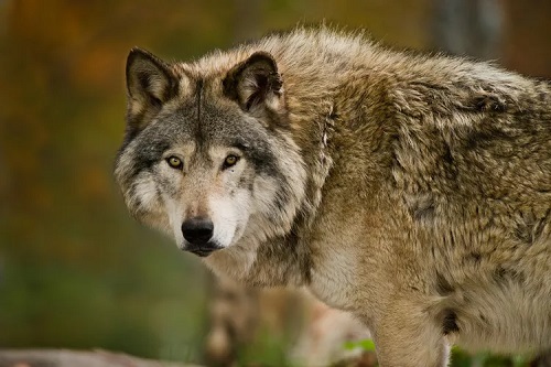۱۱ واقعیت جالب در مورد گرگ ها که نمی دانیم !