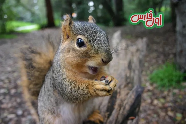 ۲۲ واقعیت جالب درباره سنجاب ها که ممکن است شما ندانید