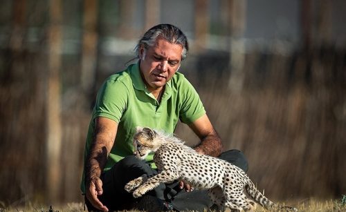 Pirouz the Cheetah in Pardisan Park 14