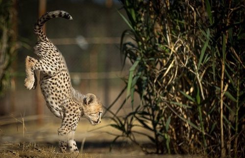Pirouz the Cheetah in Pardisan Park 31