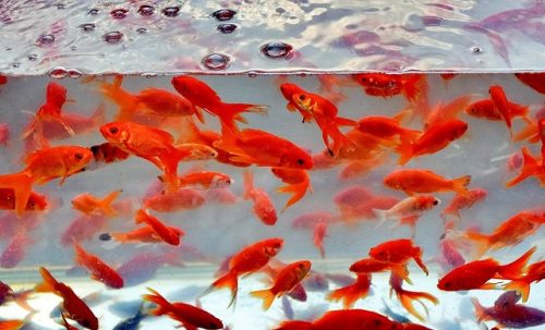 برای نگهداری و افزایش طول عمر ماهی قرمز عید چه باید بکنیم؟