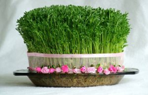 آموزش کامل کاشت انواع سبزه زیبا برای تزیین سفره هفت سین عید نوروز+avalfars.ir