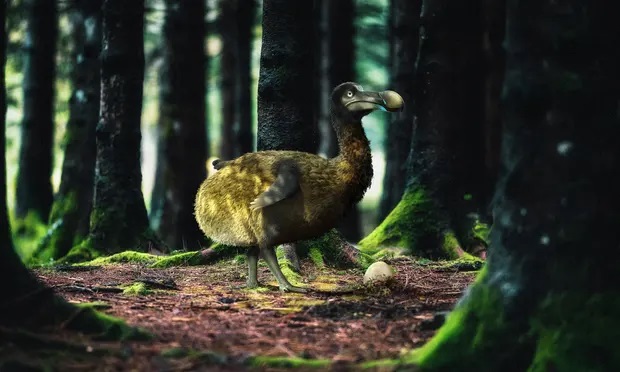 ” دودو ” پرندۀ معروف منقرض‌شده دوباره زنده می شود+عکس