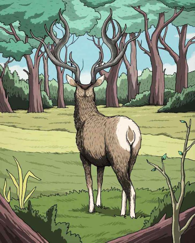 تست هوش و بینایی: اگر ادعا دارید نابغه هستید حیوان دوم را در جنگل پیدا کنید!