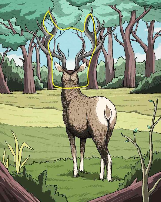 تست هوش و بینایی: اگر ادعا دارید نابغه هستید حیوان دوم را در جنگل پیدا کنید!
