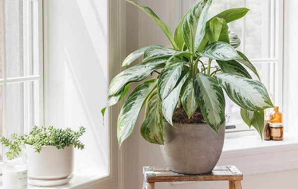 مهم‌ترین کارها برای مراقبت‌های بهاری از گیاهان آپارتمانی