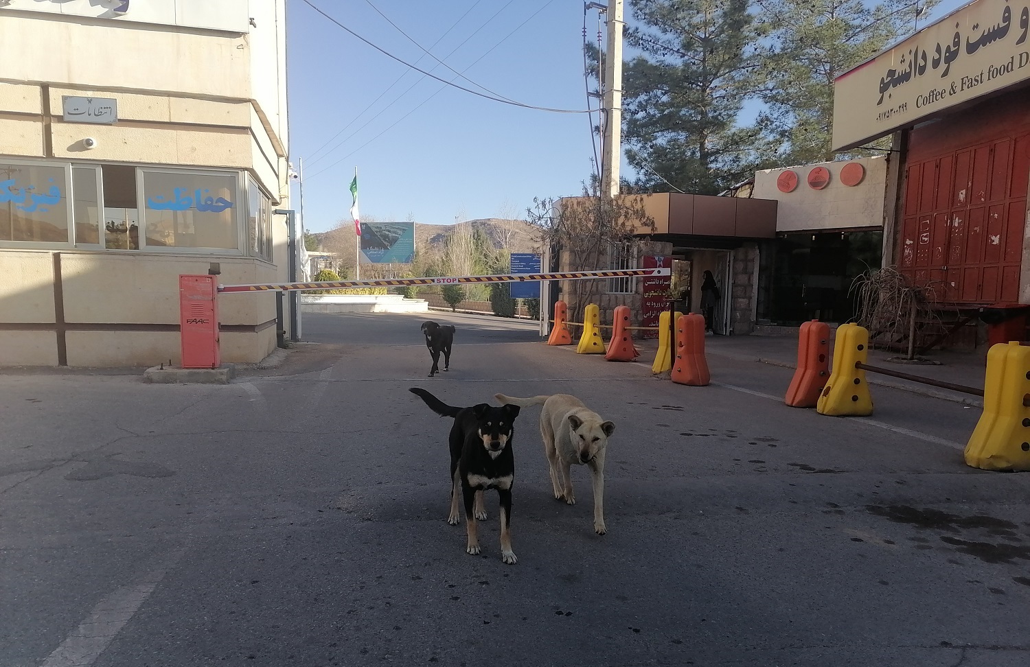 استقرار سگ های ولگرد در ورودی یکی از مراکز آموشی 1