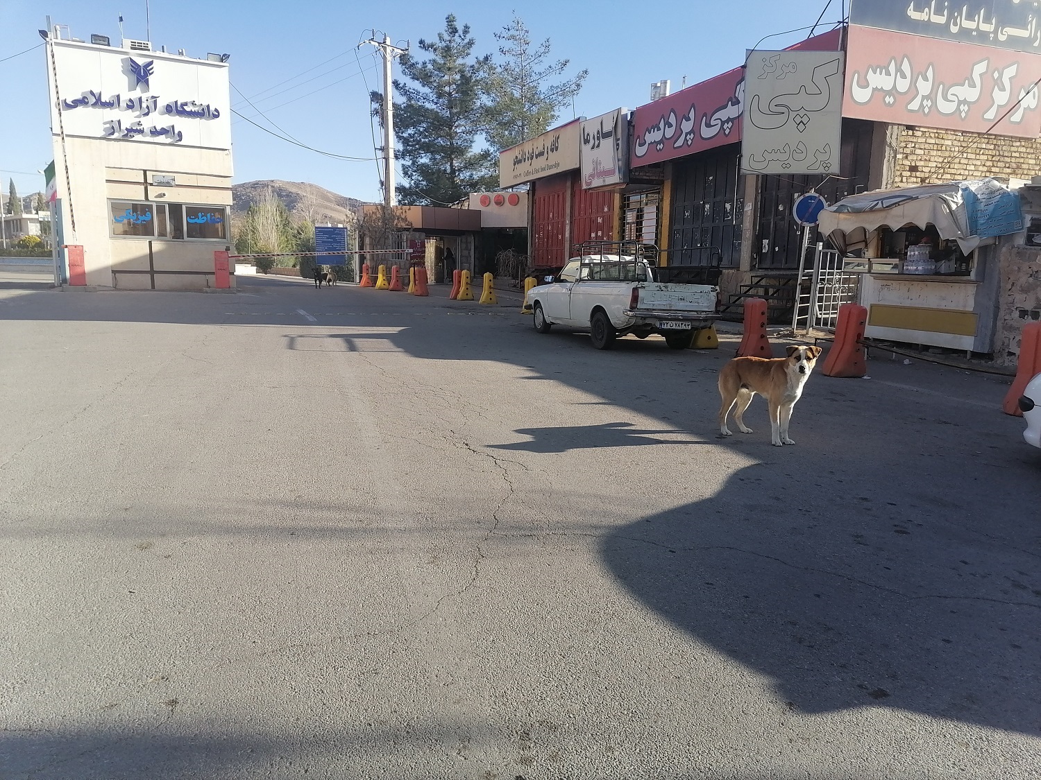 استقرار سگ های ولگرد در ورودی یکی از مراکز آموشی 2