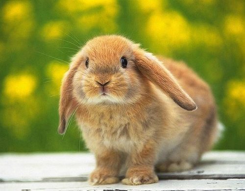 تست بینایی: فکر نکنم بتونی در عرض ۱۱ ثانیه خرگوش متفاوت را پیدا کنی !
