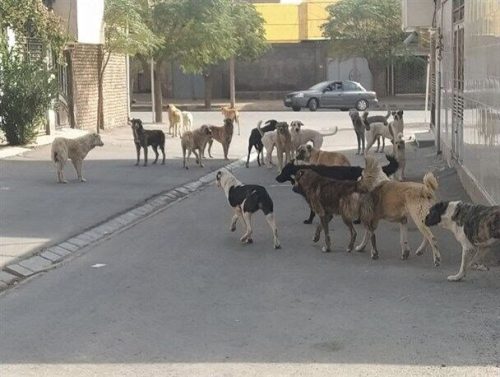 سگ های ولگرد در شیراز