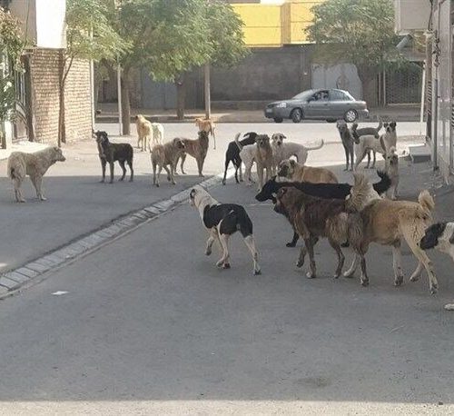 جولان سگ‌های ولگرد در شیراز در سایه بی‌توجهی مدیران شهری