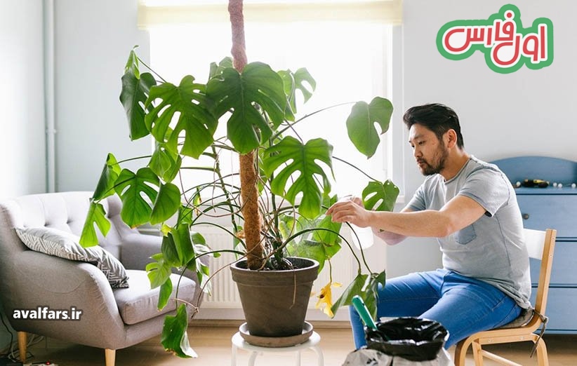 مهم‌ترین نکاتی که باید برای مراقبت‌های بهاری از گیاهان آپارتمانی بدانید