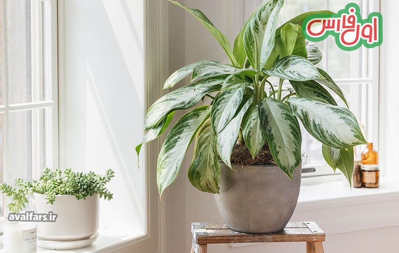 مهم‌ترین نکاتی که باید برای مراقبت‌های بهاری از گیاهان آپارتمانی بدانید