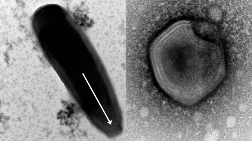 خروج «ویروس زامبی» از عمق خاک منجمد سیبری پس از ۴۸ هزار سال
