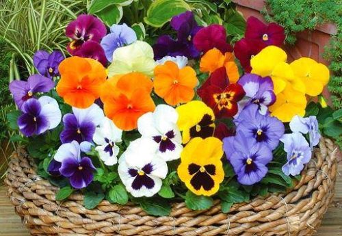 ۸ گل زیبا که میشه برای عید نوروز بذر آنها را بکارید