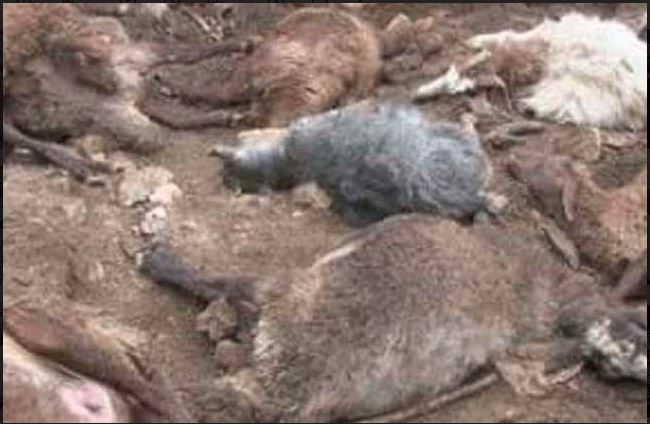 کشته شدن ۶۳۰ راس گوسفند بر اثر بارش شدید باران و تگرگ در هورمود عباسی