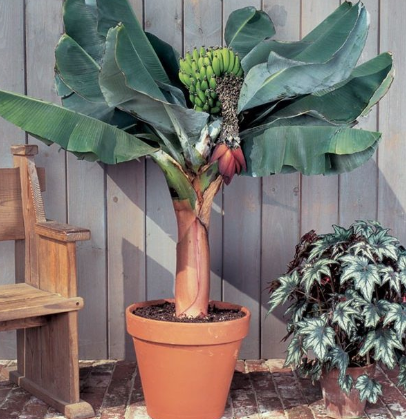 آموزش نحوه کاشت و نگهداری درخت موز در گلدان+تصویری