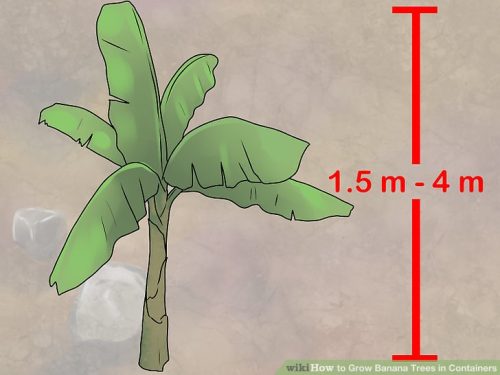 آموزش نحوه کاشت و نگهداری درخت موز در گلدان+تصویری