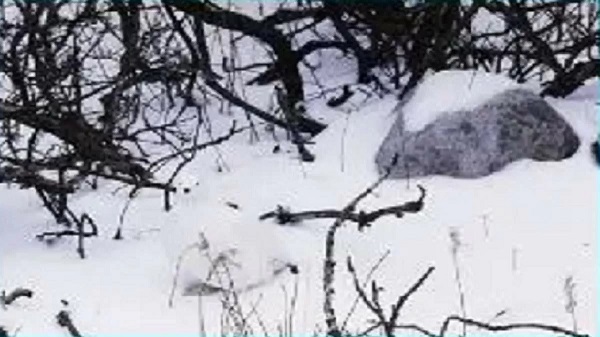 تست بینایی:آیا می توانیددر ۸ ثانیه پرنده پنهان در تصویر میدان برفی پیدا کنید؟