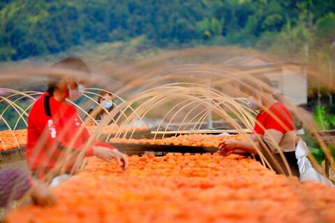 تصاویری جالب از خشک کردن خرمالو بصورت سنتی در چین